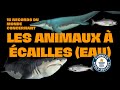 Records du monde 19  les animaux  cailles eau