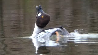 Common goldeneye duck call sounds, flapping wings, diving, scratching itself