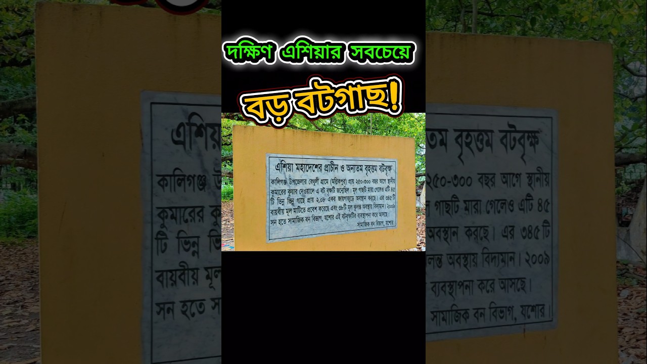 😱 দক্ষিণ এশিয়ার সবচেয়ে বড় বটগাছ! 🌳 #shorts #amazing