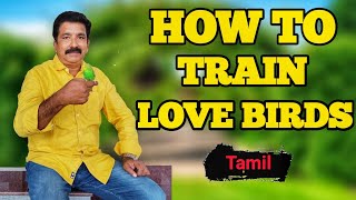 how to train love birds|love birds taming|tamil
