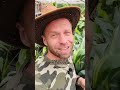 ASPIDISTRA VARIEGATA…. Jedna z cenniejszych roślin kolekcjonerskich🔥🌿😱