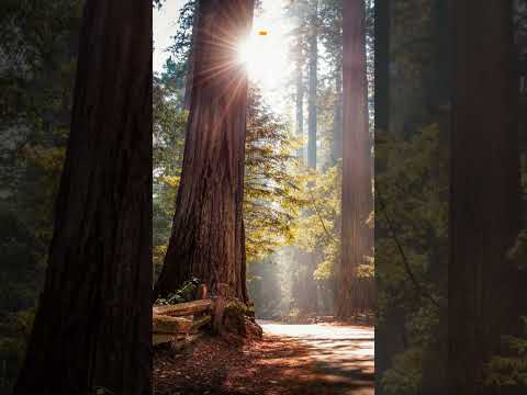 Video: Top 10 campingpladser i Californien