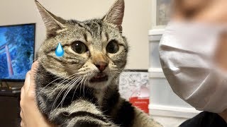あまりの可愛さに妹にベッタリ甘えられて困ってしまった猫ｗ