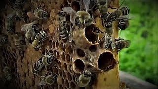A swarm of bees ran away from the apiary !!! What to do if the swarm flew away.