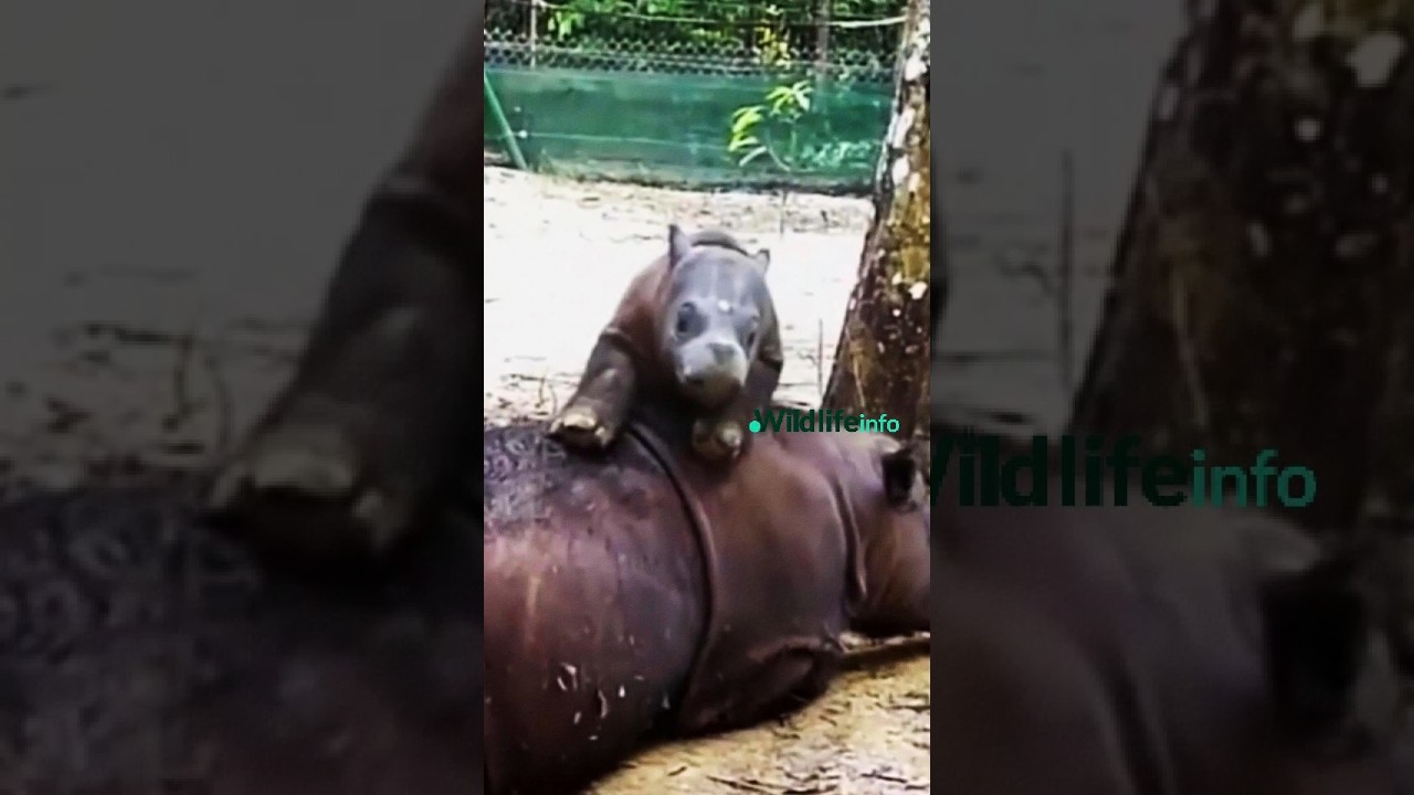 The Last of Their Kind?! The Secret World of Javan Rhinos!