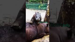 The Last of Their Kind?! The Secret World of Javan Rhinos!