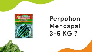 Benih Timun Jepang Produktifitas Tinggi, 1 Pohon 3 - 5 Kg? | Bibit Ronaldo