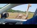 Safari