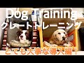 【犬のしつけ】クレートトレーニング！最初の導入編！