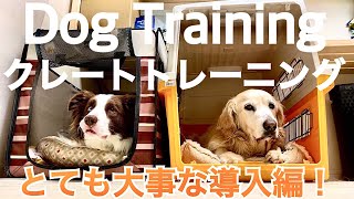 【犬のしつけ】クレートトレーニング！最初の導入編！