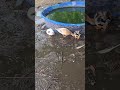 Call Ducks in the mud #callduck #callducks