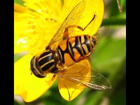 Hover Fly goes into a wasp nest