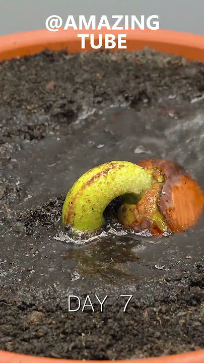 120 Hari dalam 1 Menit - Menanam Pohon Durian dari Biji #timelapse