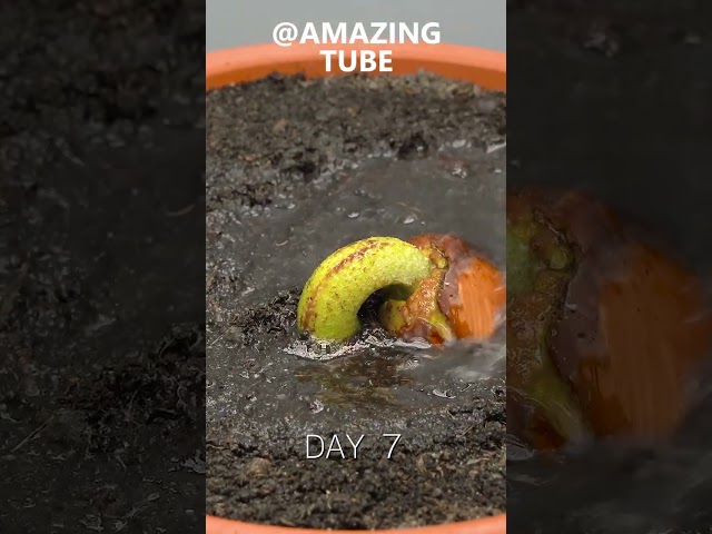 120 Days in 1 Min - Growing Durian Tree From Seed #timelapse class=