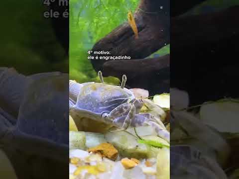 Vídeo: Como os caranguejos eremitas de água salgada acasalam?