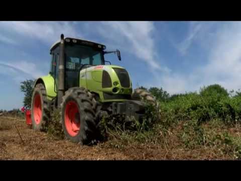 ჩაის ახალი პლანტაციები ჭიათურაში-იმერვიზია 2016