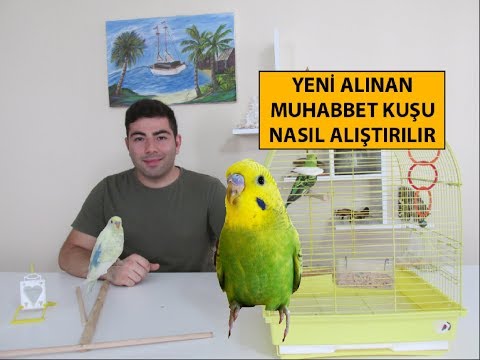 Video: Muhabbet Kuşu Nasıl Alınır