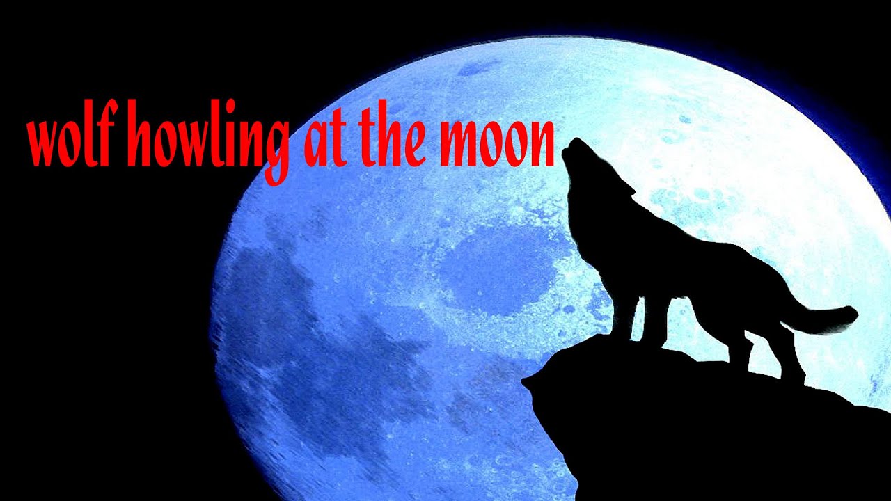 Волки воют на луну песни. Волк воет на луну. Почему волки воют на луну. Обои волк воет на луну. Волк воет на луну картинка.