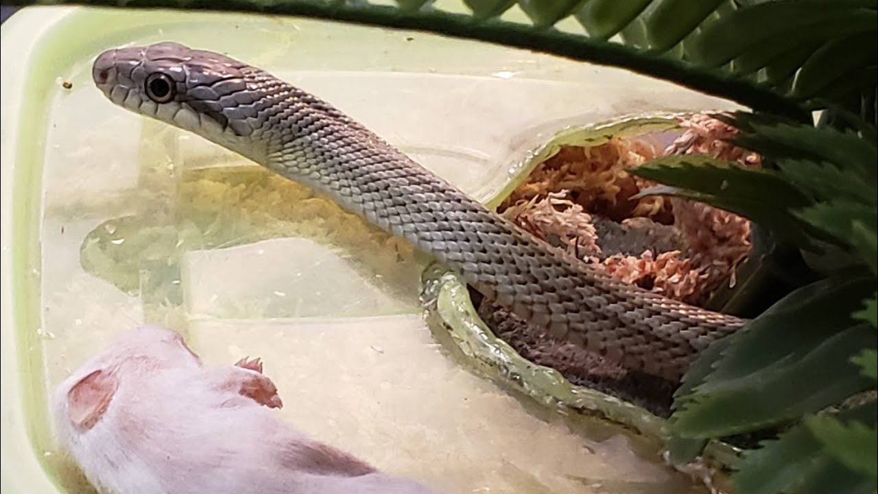 アオダイショウの飼育 プチ拒食に悩む 死神 Youtube アオダイショウの飼育 プチ拒食に悩む 死神 Youtube