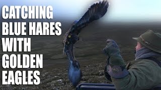 Catching Blue Hares with Golden Eagles