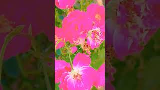 natural flower # natural plant design #bhojpuri #song trending song # viral shorts video