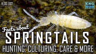 Springtails - Hunting, Culturing, Care & More