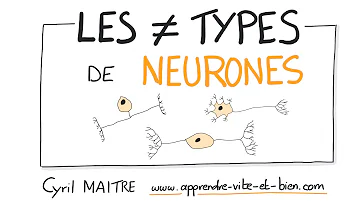 Quels éléments contiennent les vésicules des boutons terminaux des neurones ?