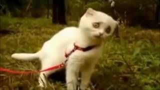 Cat Vietnam Flashback Compilation