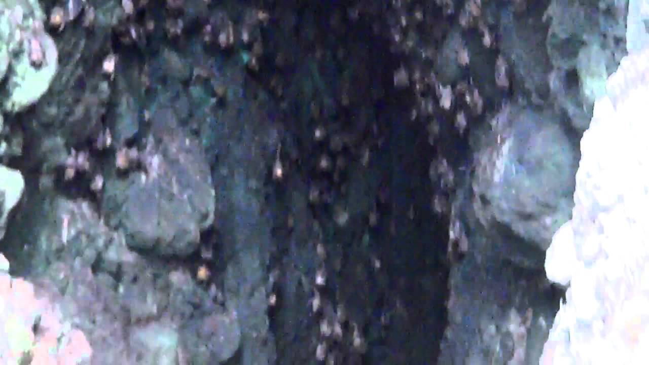 THE BAT CAVE IN SOUFRIERRE, ST. LUCIA! YouTube