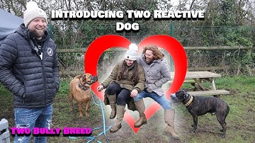 Safely Introducing Reactive Dogs to Other Dogs | Real Training Session