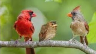 flight cardinal birds hatching