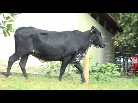 LOTE 53  63 PECADORA MONTROSS FIV DA G DANTAS   5117BM