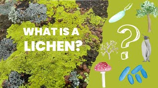 What are lichens? | Introduction to lichens and their place among living organisms