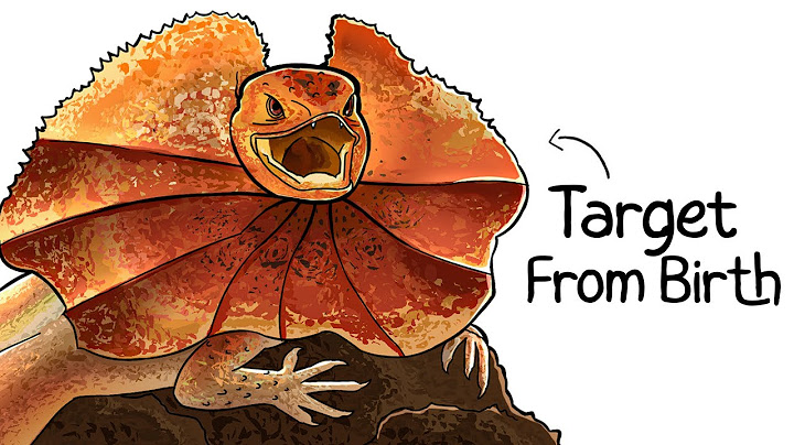 Why it Sucks To Be Born As a Frilled Lizard