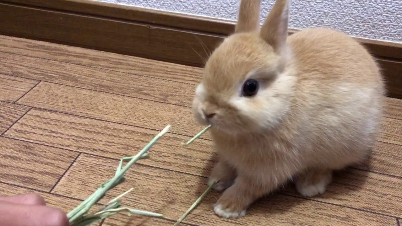 ネザーランドドワーフうさぎのかわいいミミちゃん ご飯を食べる Youtube