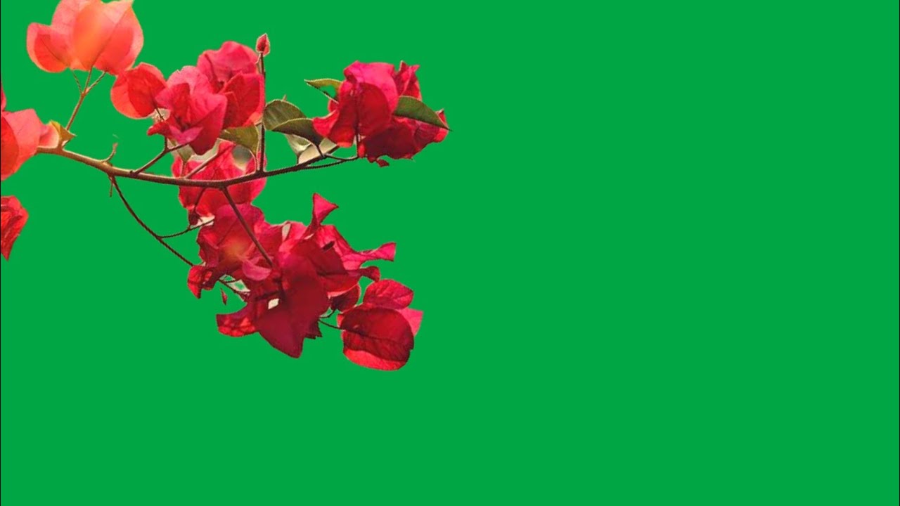 flowers green screen background flower branch green screen green