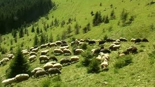 картинка: Полонина Псарівка / Polonyna Psarivka