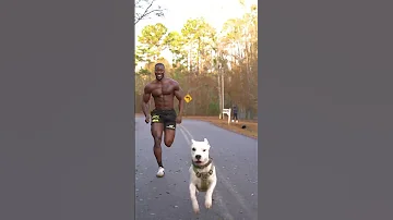 Sprint Challenge With A Dogo Argentino Shorts Fitnessgoals 