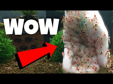 How Do You Feed Crystal Red Shrimp By Hand ?