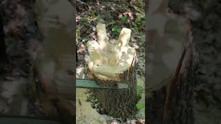 Turning a Forest Log Into a Chair