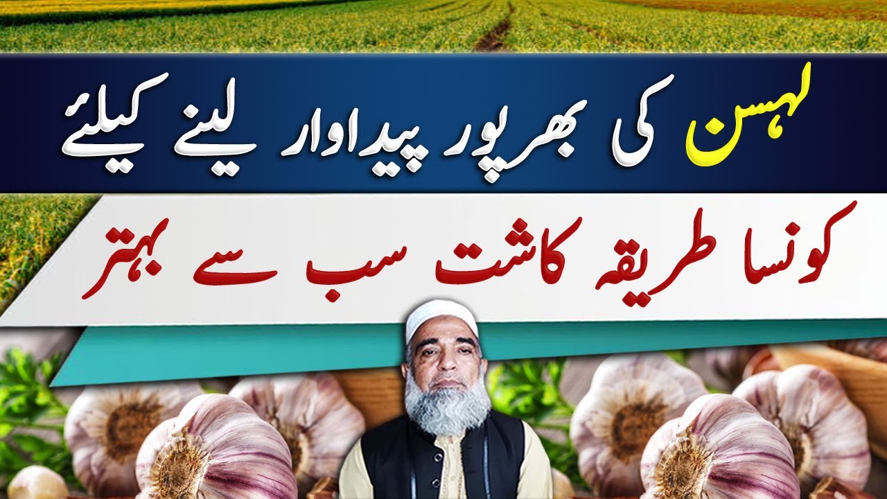 Best Planting Methods for Garlic crop || Crop Reformer