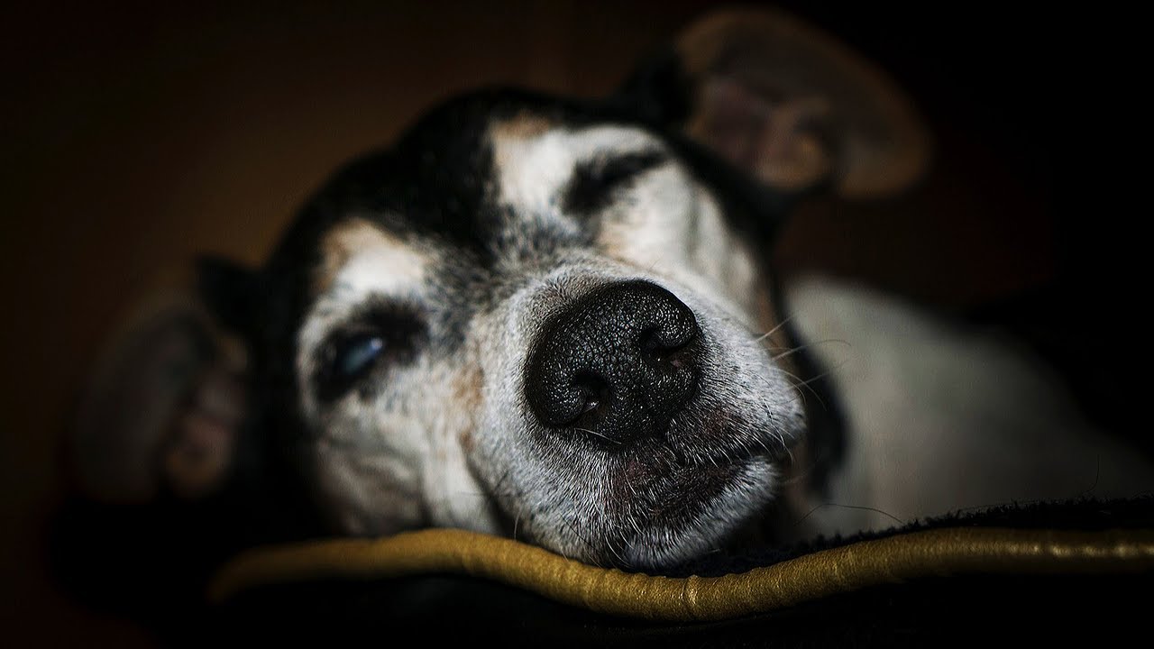 flehmen hund