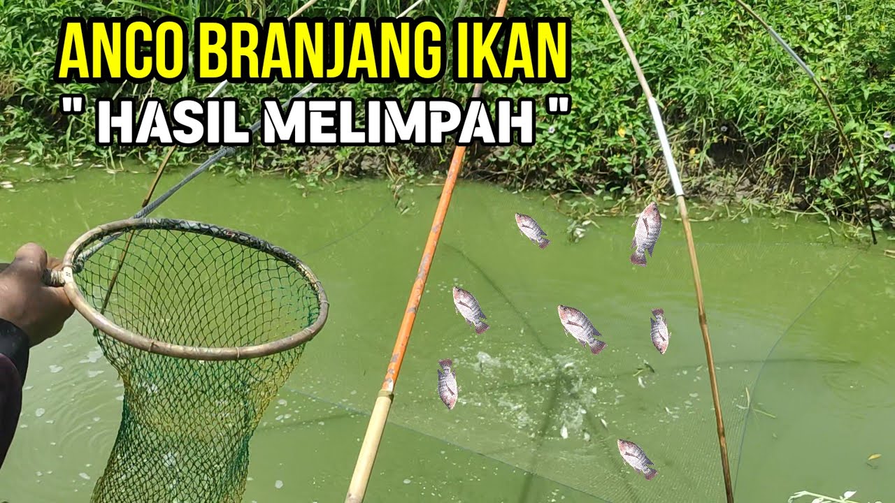 Detik Detik Menegangkan!!! Anco Branjang Ikan Hasil Melimpah