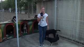 Spike In Mlp Eg Vs Real Dogs