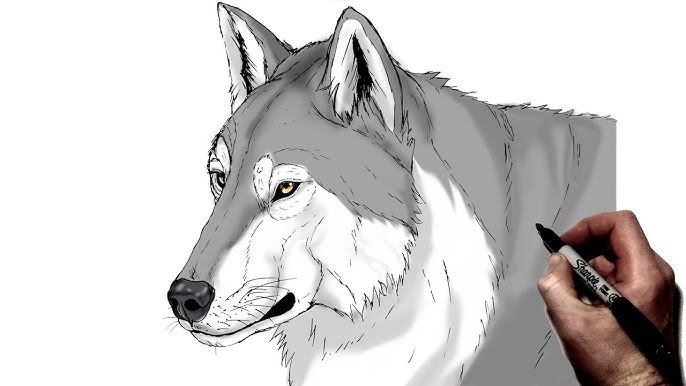 Wolf Sketch ← an anime Speedpaint drawing by Abila - Queeky - draw & paint