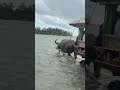 Balsahan sa Japan kakaiba mayrun parang ganito dito with kalabao