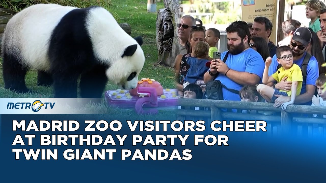 Madrid Zoo Panda Birthday Party Amazes Visitors
