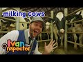 Ivan inspects milking cows  fun and educationals for kids and toddlers