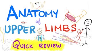 Anatomy Of The Upper Limbs Extremities - Brachial Plexus - Quick Review