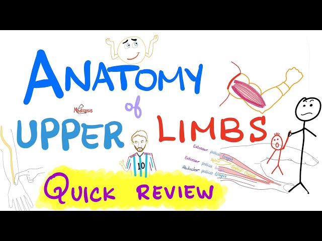 Anatomy of the upper limbs (extremities) - Brachial Plexus - Quick Review class=